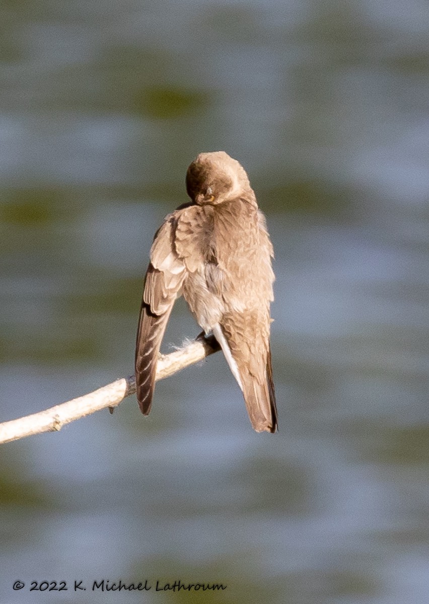 Northern Rough-winged Swallow - ML458046121