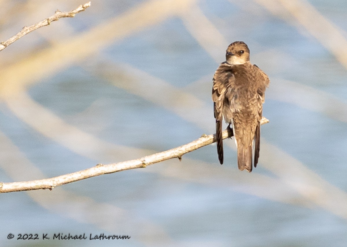 Northern Rough-winged Swallow - ML458046131