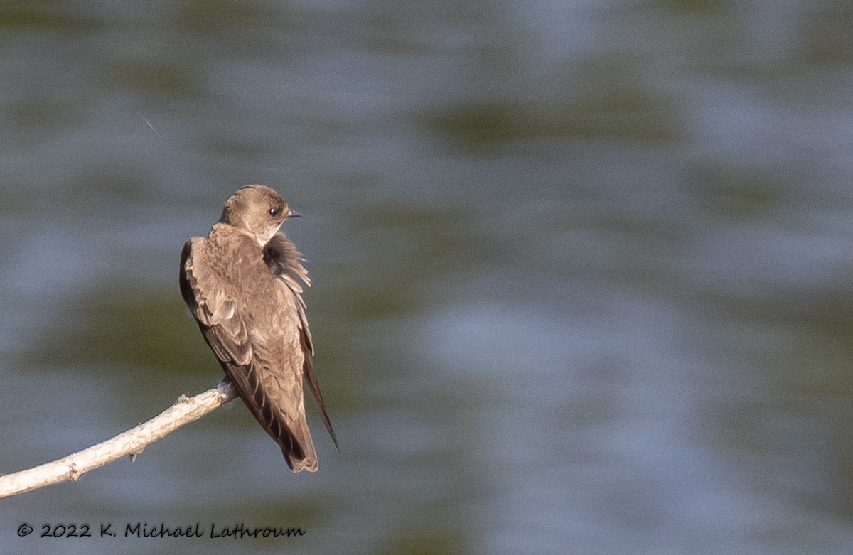 Northern Rough-winged Swallow - ML458046141