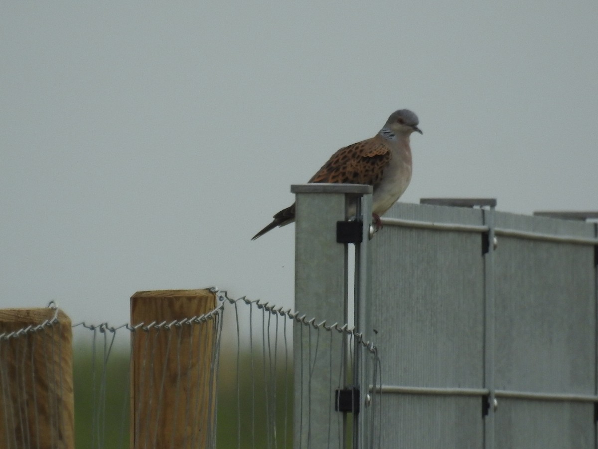 European Turtle-Dove - ML458046811