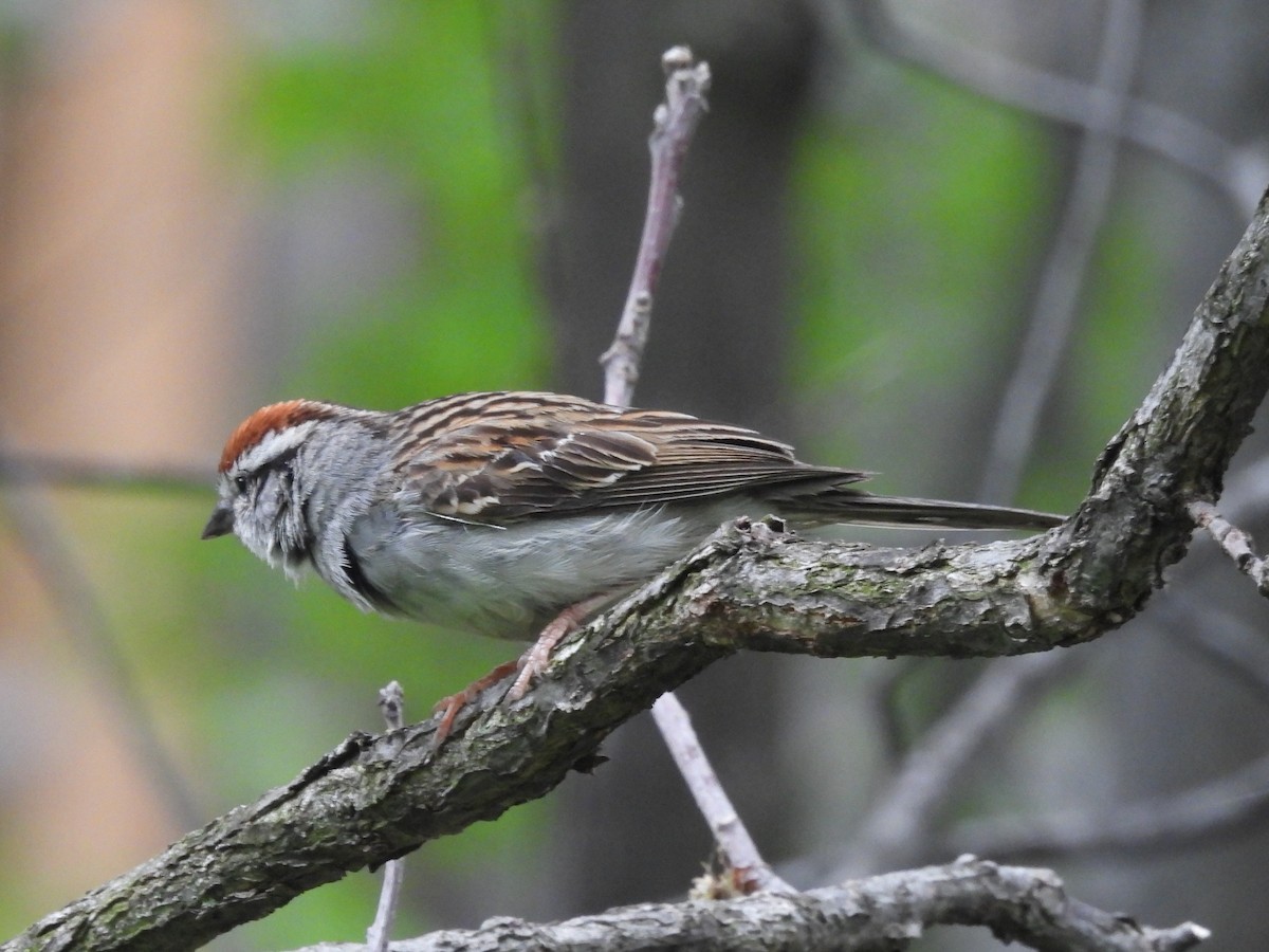 Chipping Sparrow - ML458047331