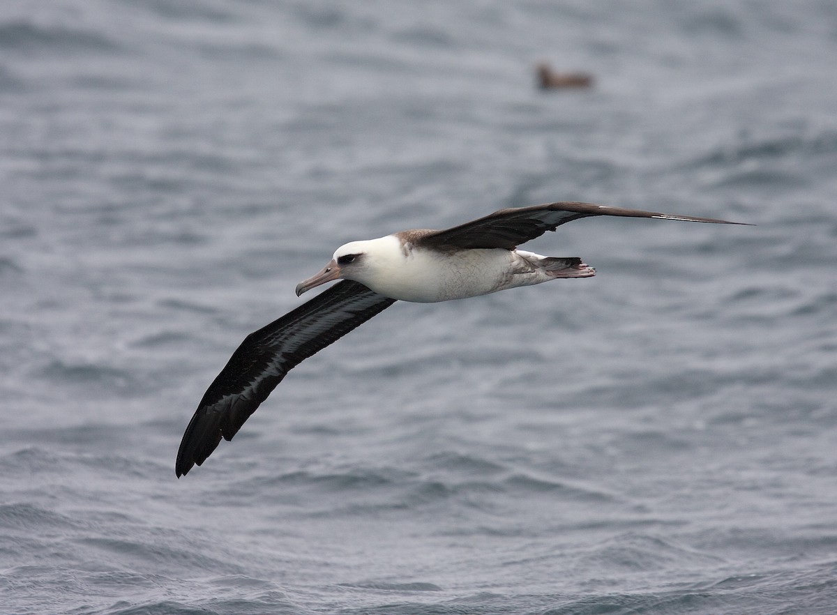 albatros laysanský - ML45804741