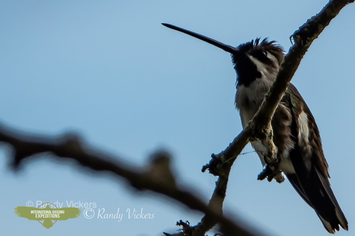 Long-billed Starthroat - ML458047561