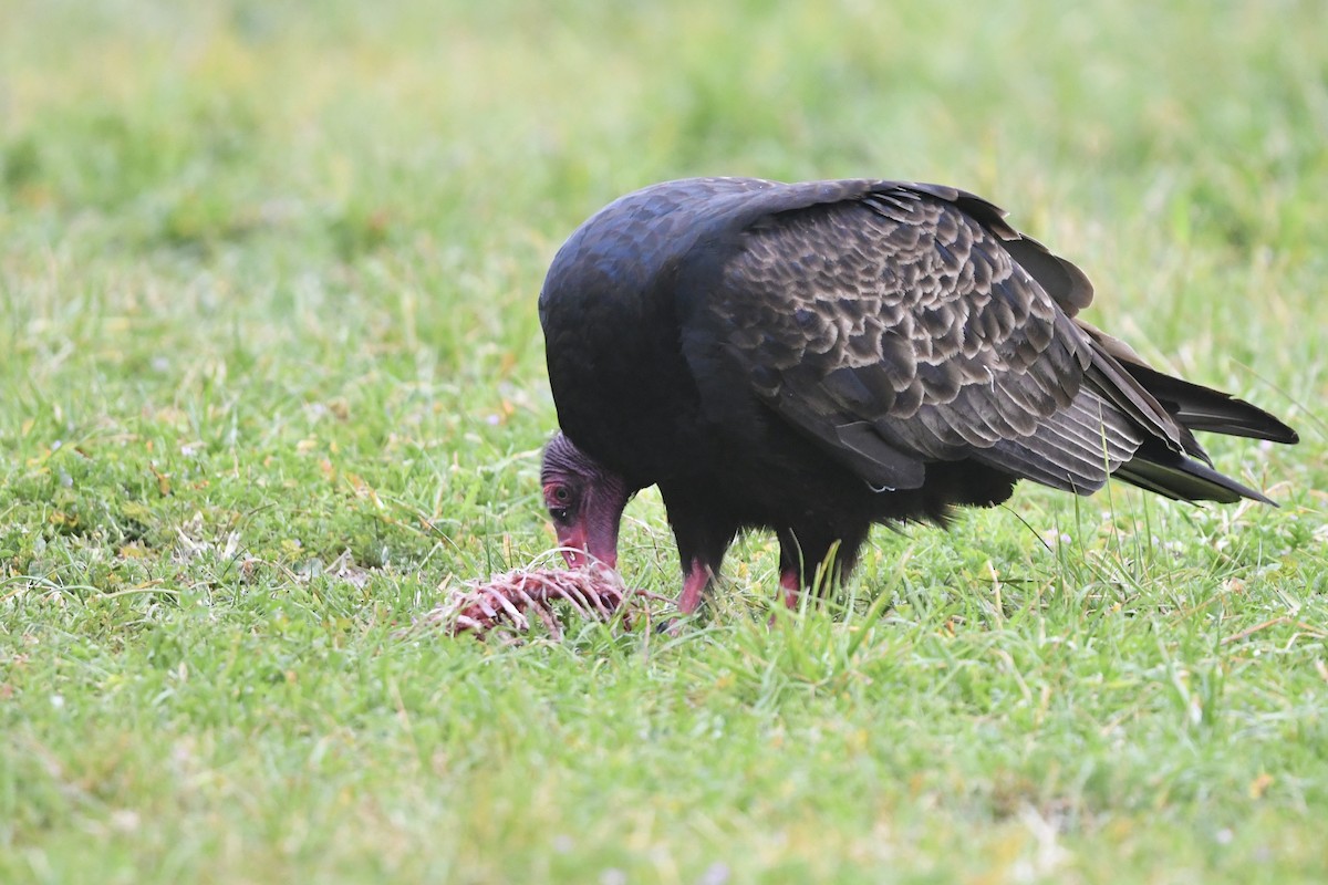 Turkey Vulture - Charles Shen