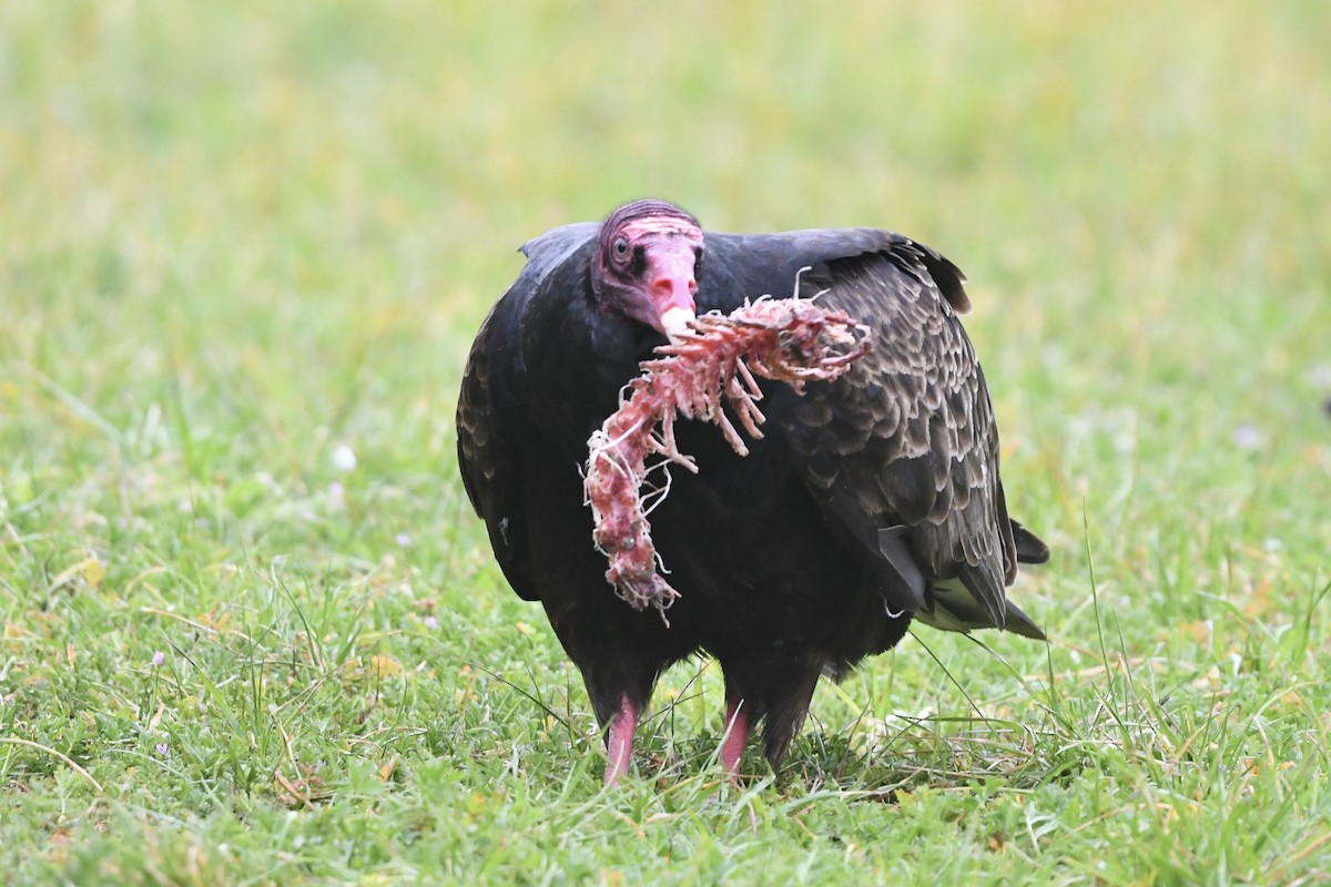 Turkey Vulture - ML458047591