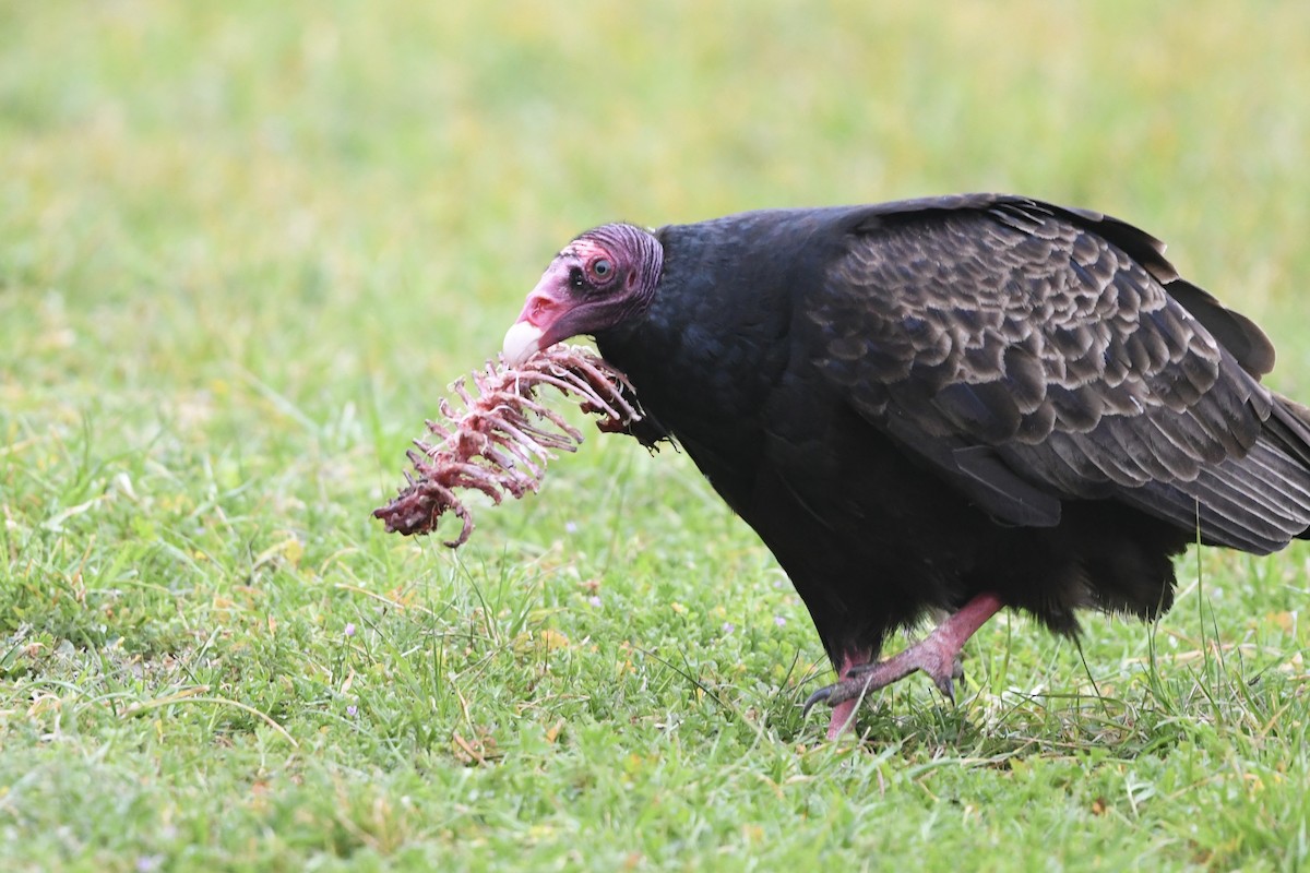 Turkey Vulture - ML458047641