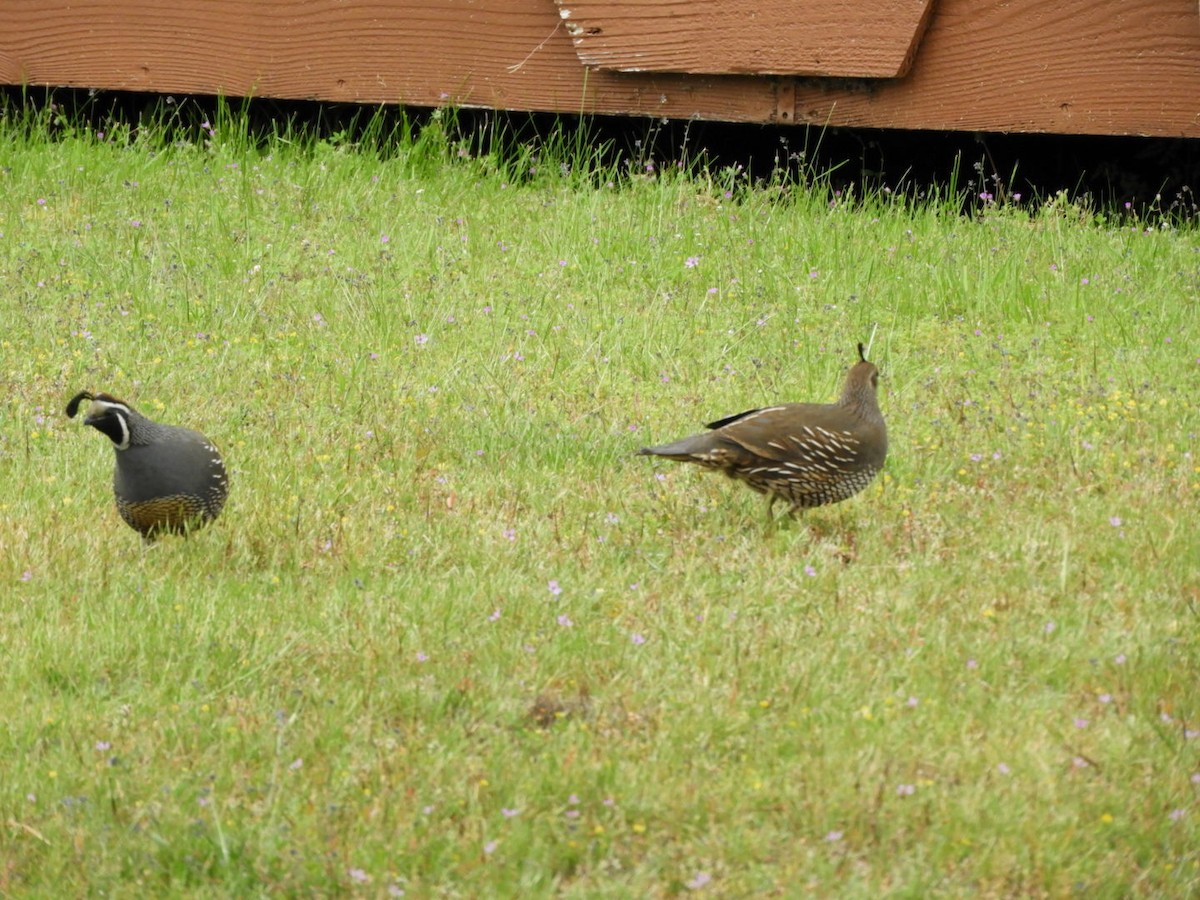 California Quail - Mark Stevens