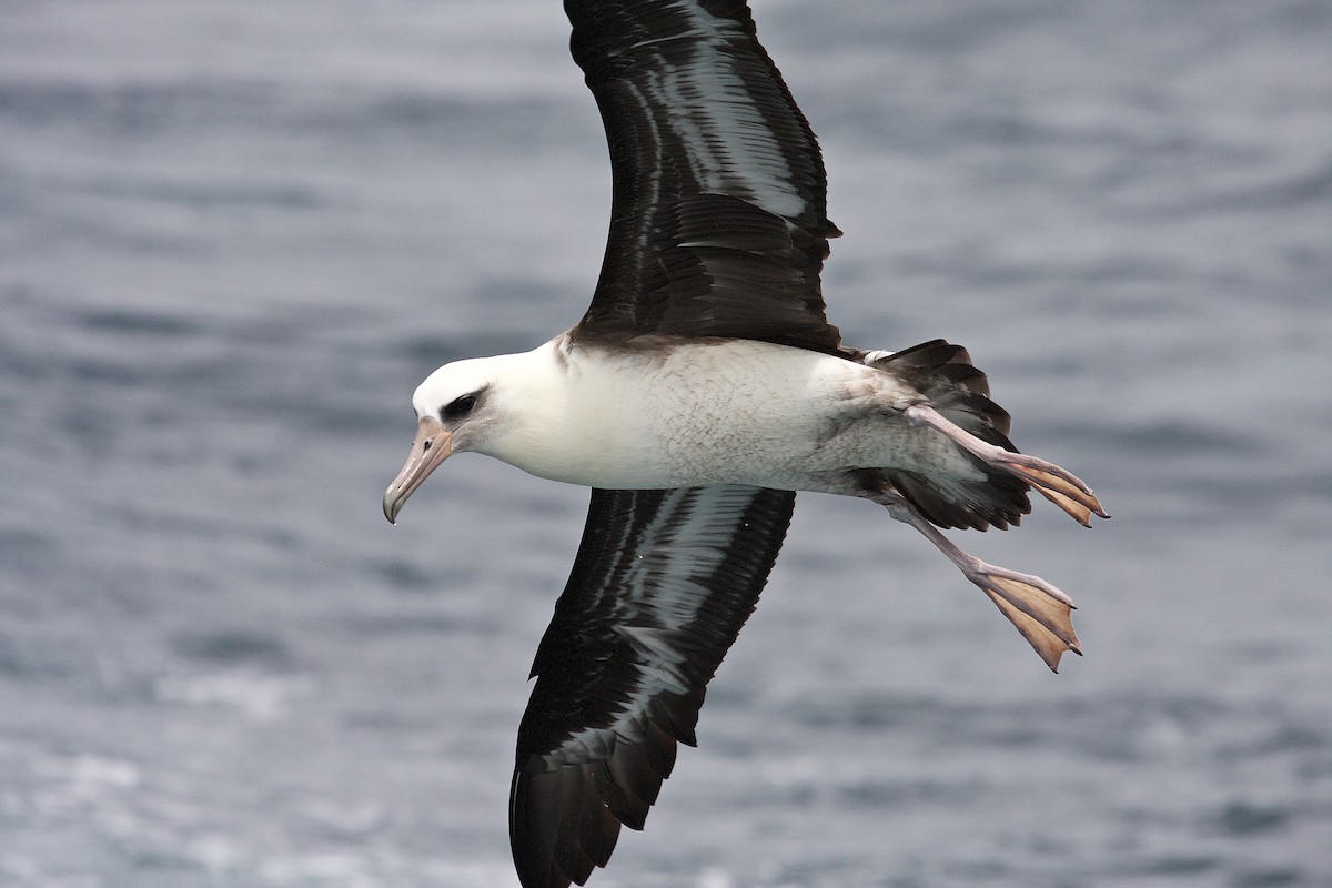 Темноспинный альбатрос - ML45804771