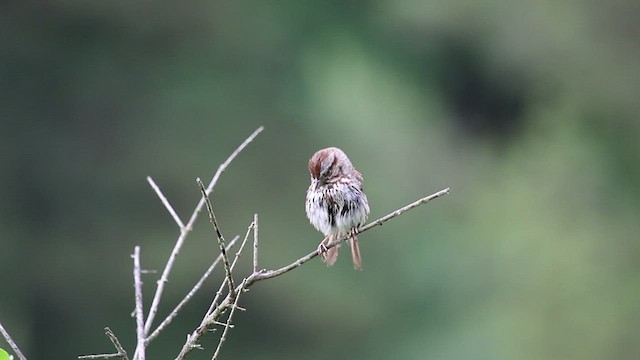 Song Sparrow (melodia/atlantica) - ML458047741