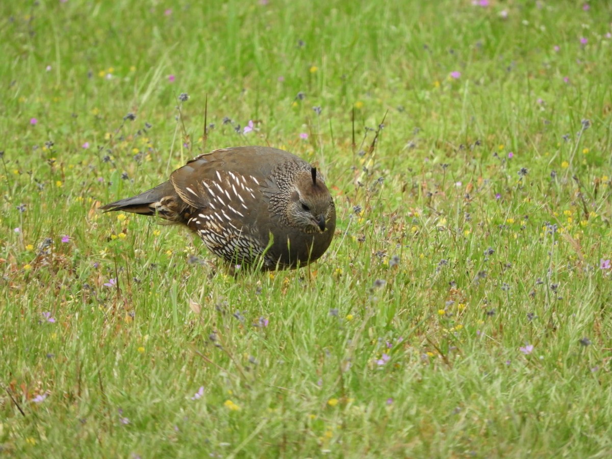 California Quail - ML458047931