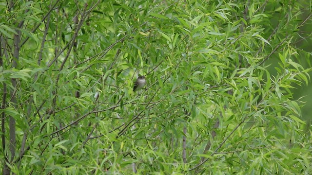 Willow Flycatcher - ML458048701