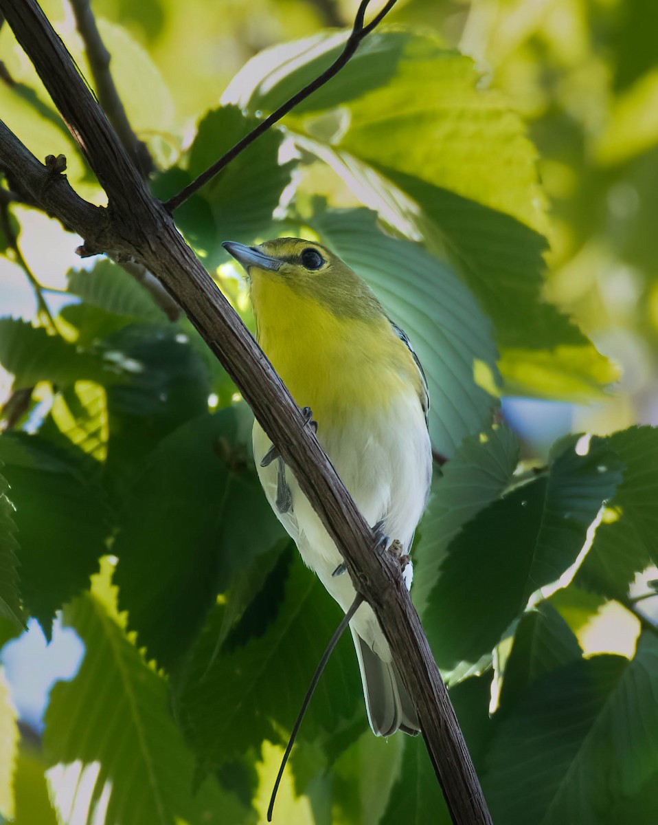 Yellow-throated Vireo - ML458049091