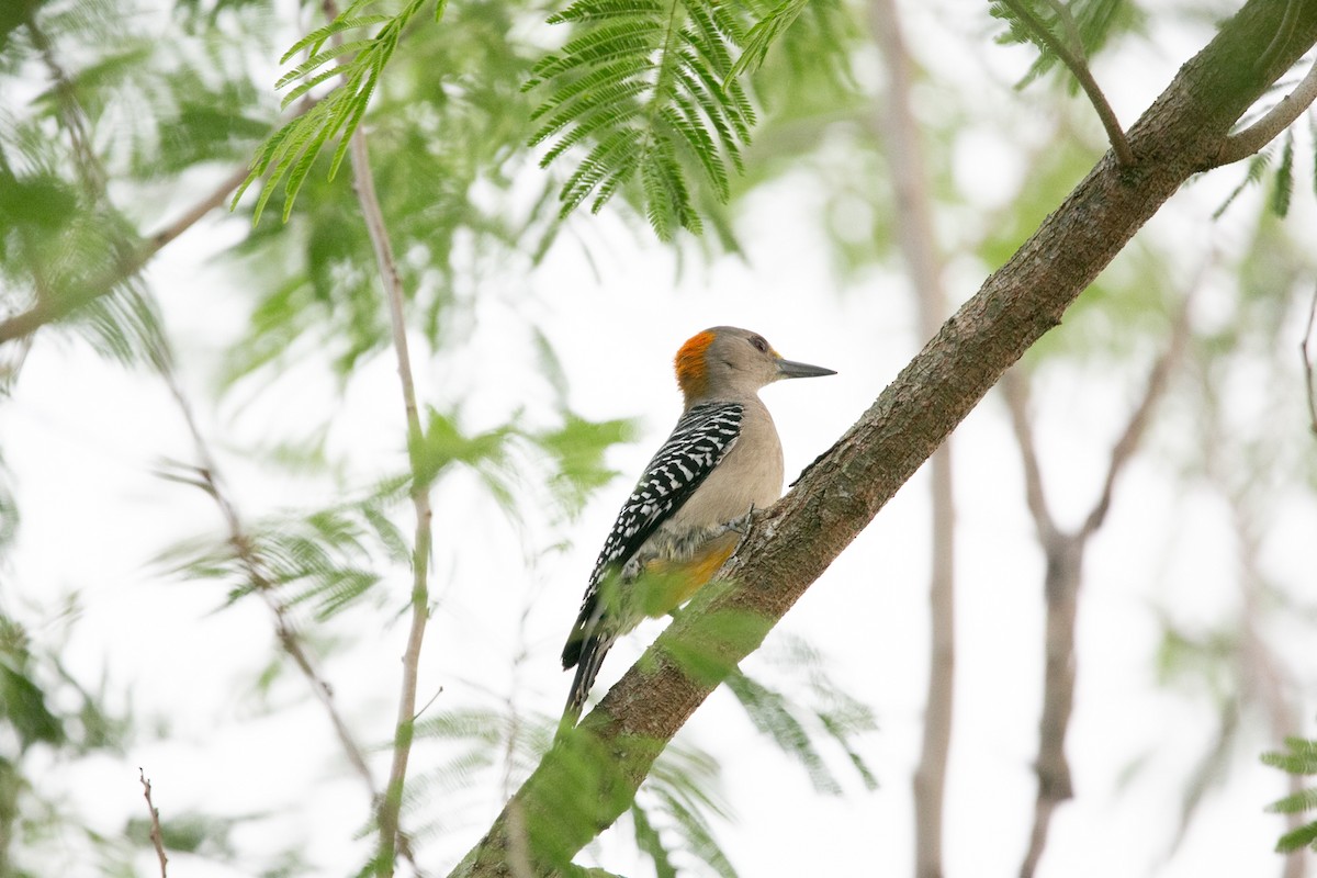 Golden-fronted Woodpecker - ML458049191