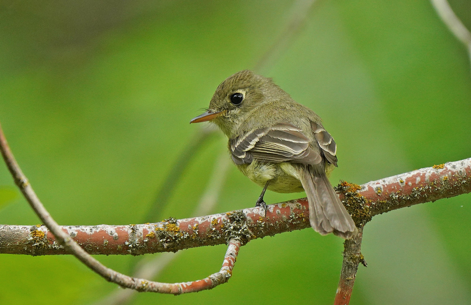 Western Flycatcher