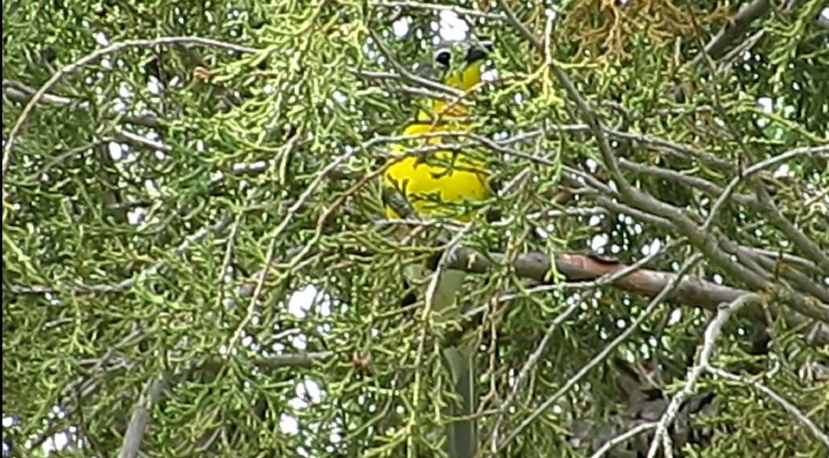 Yellow-breasted Chat - ML458049861
