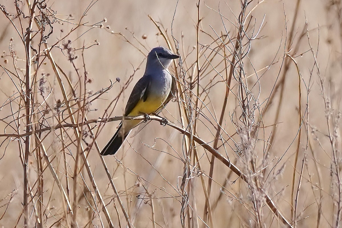 Western Kingbird - Joanne Kimura