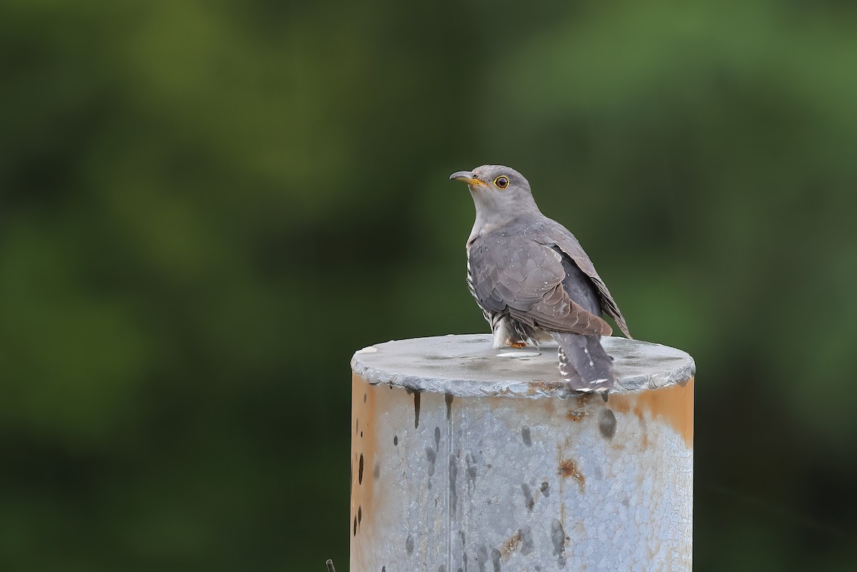 Lesser Cuckoo - ML458051871