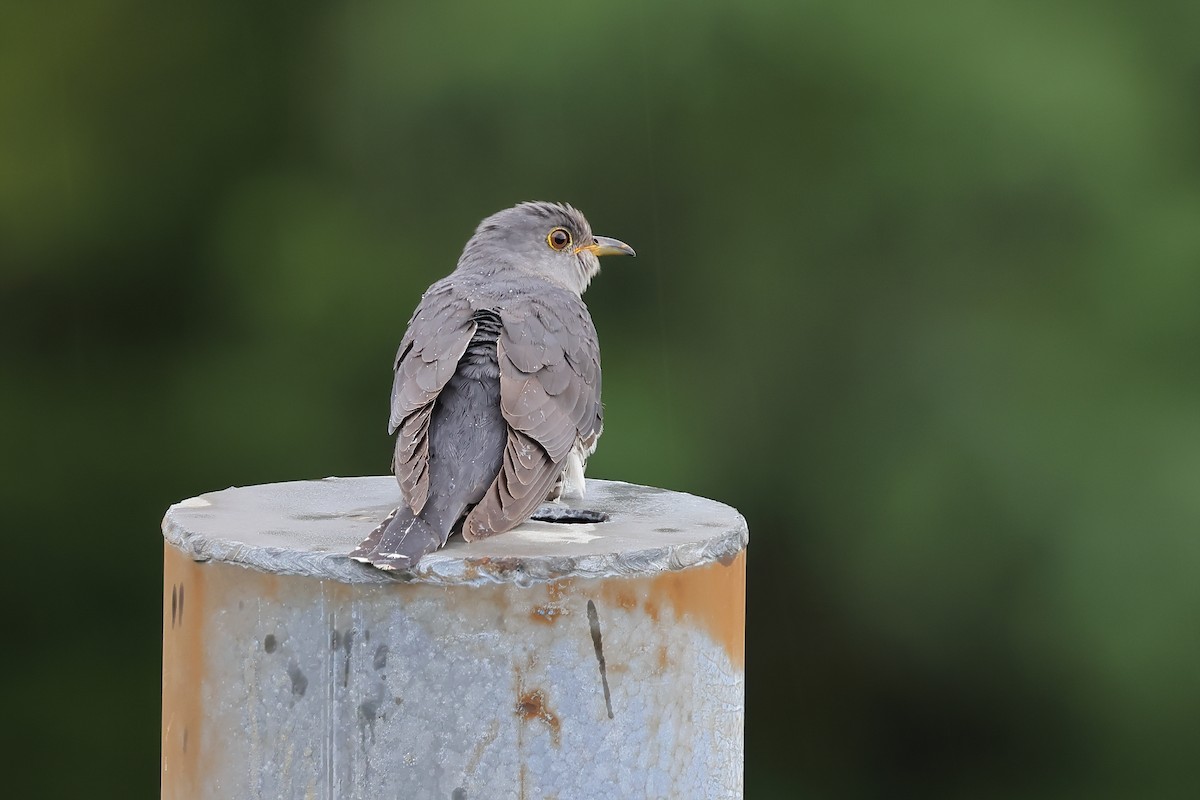 Lesser Cuckoo - Jeran Lin