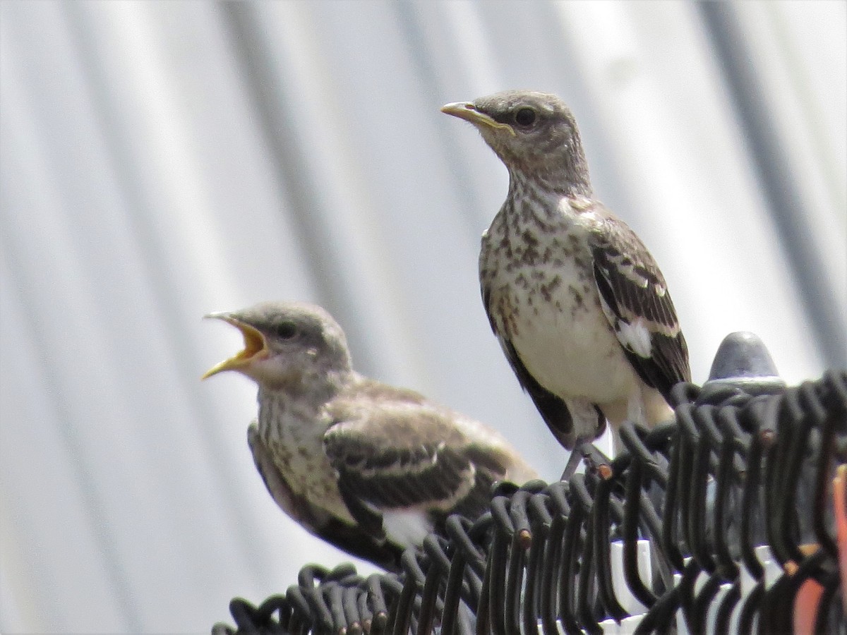 Northern Mockingbird - Tom Pirro