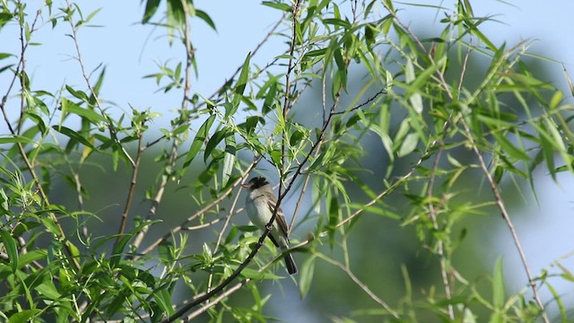 Willow Flycatcher - ML458053551