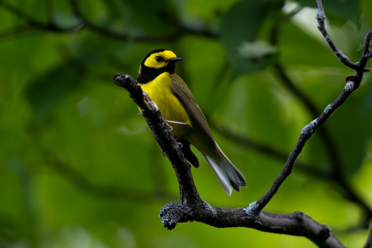 Hooded Warbler - ML458054941