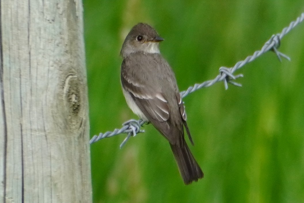 Western Wood-Pewee - ML458055211