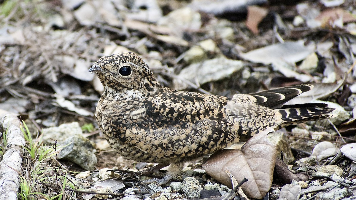 Antillean Nighthawk - Roberto Jovel