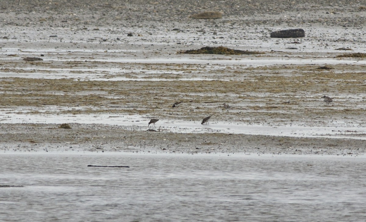 Red Knot - ML458055531