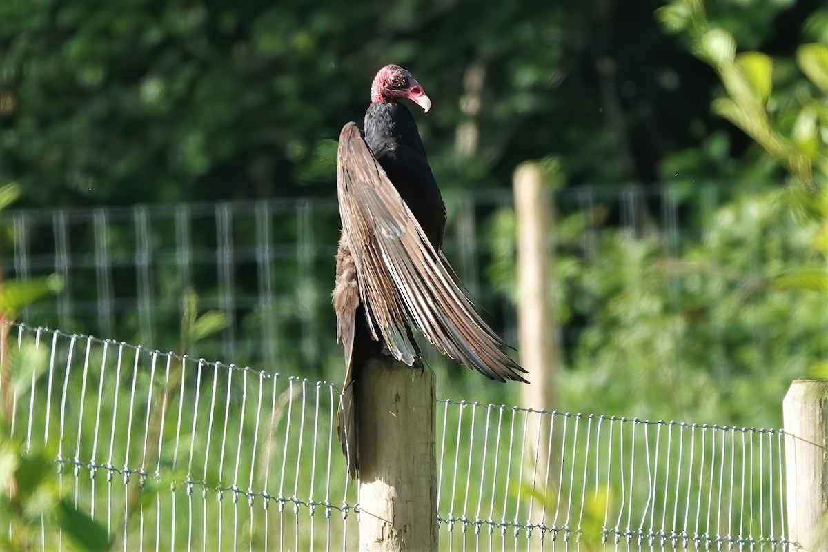 Urubu à tête rouge - ML458055951