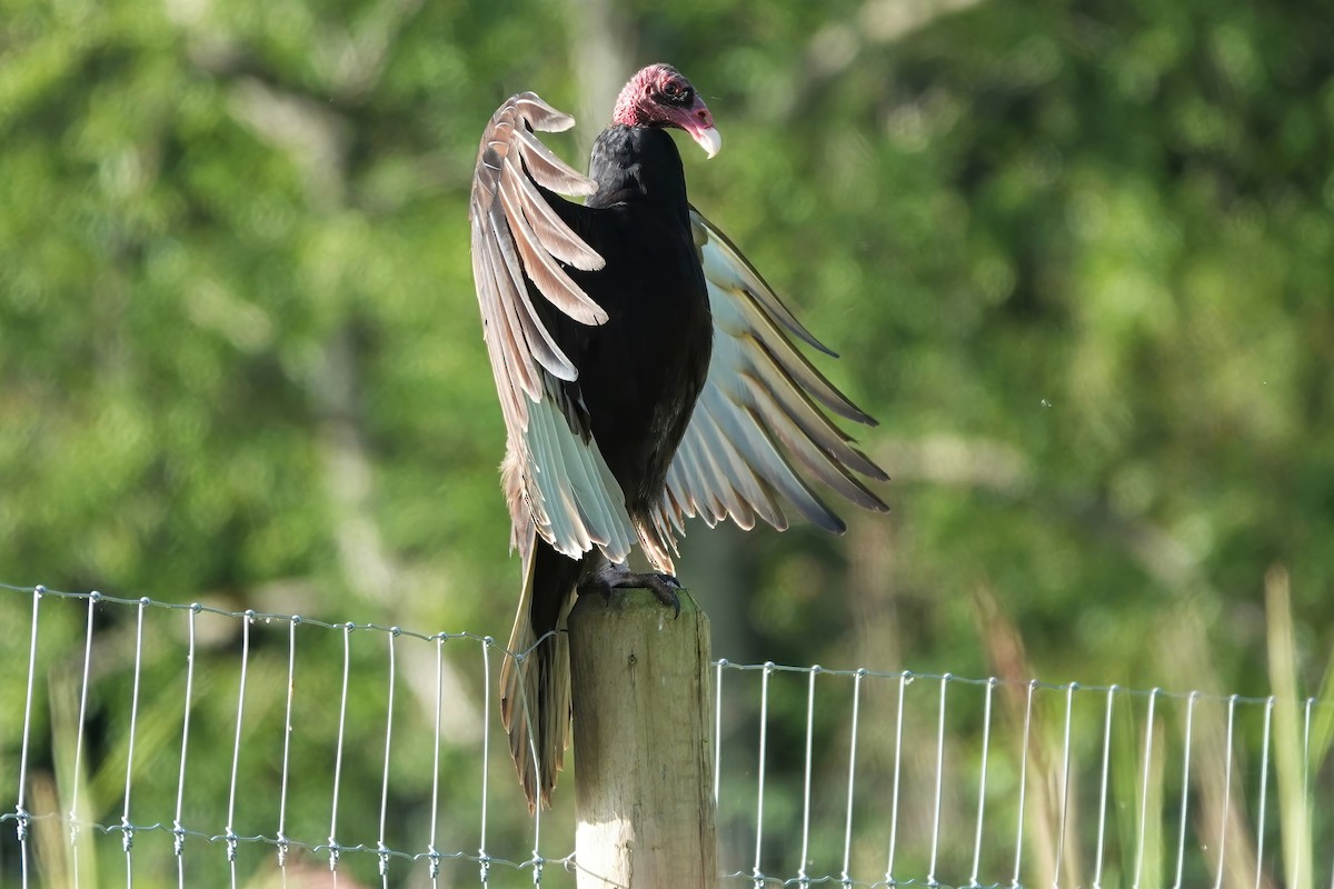 Turkey Vulture - ML458056001