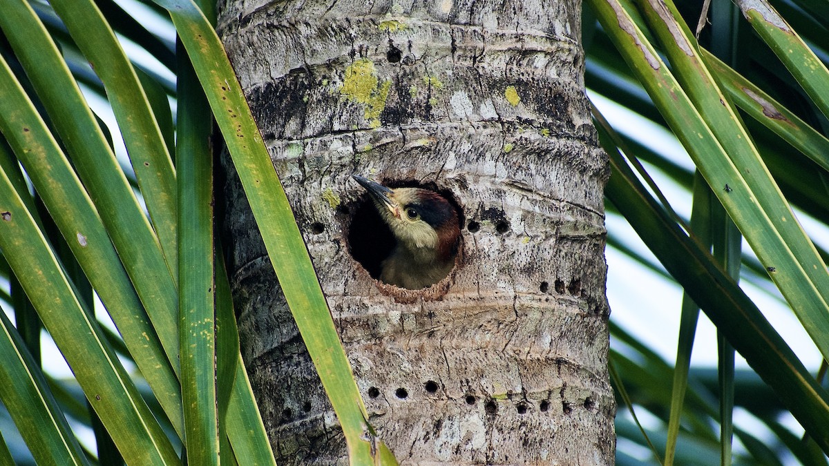 West Indian Woodpecker - ML458056781