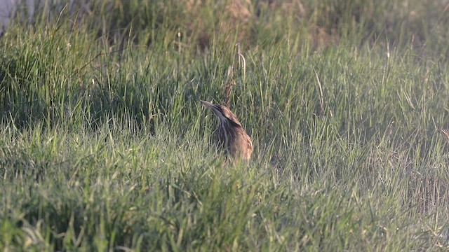 American Bittern - ML458057121