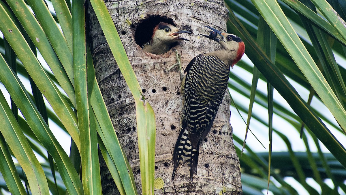 West Indian Woodpecker - Roberto Jovel