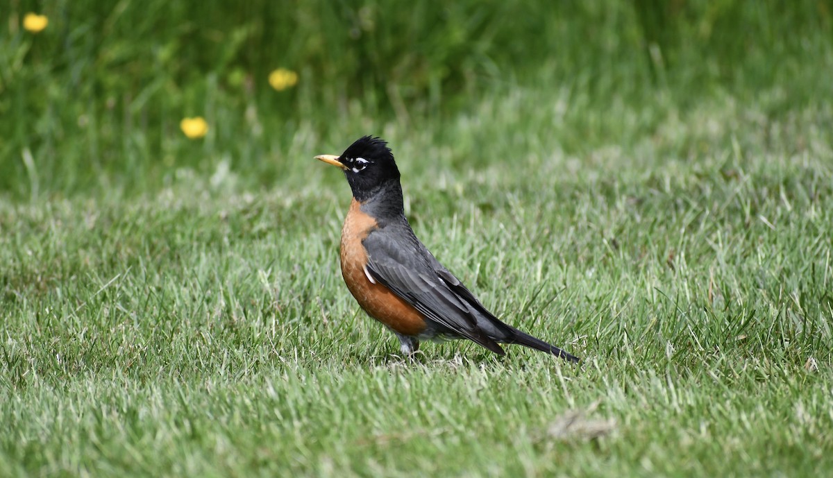 American Robin - ML458058911