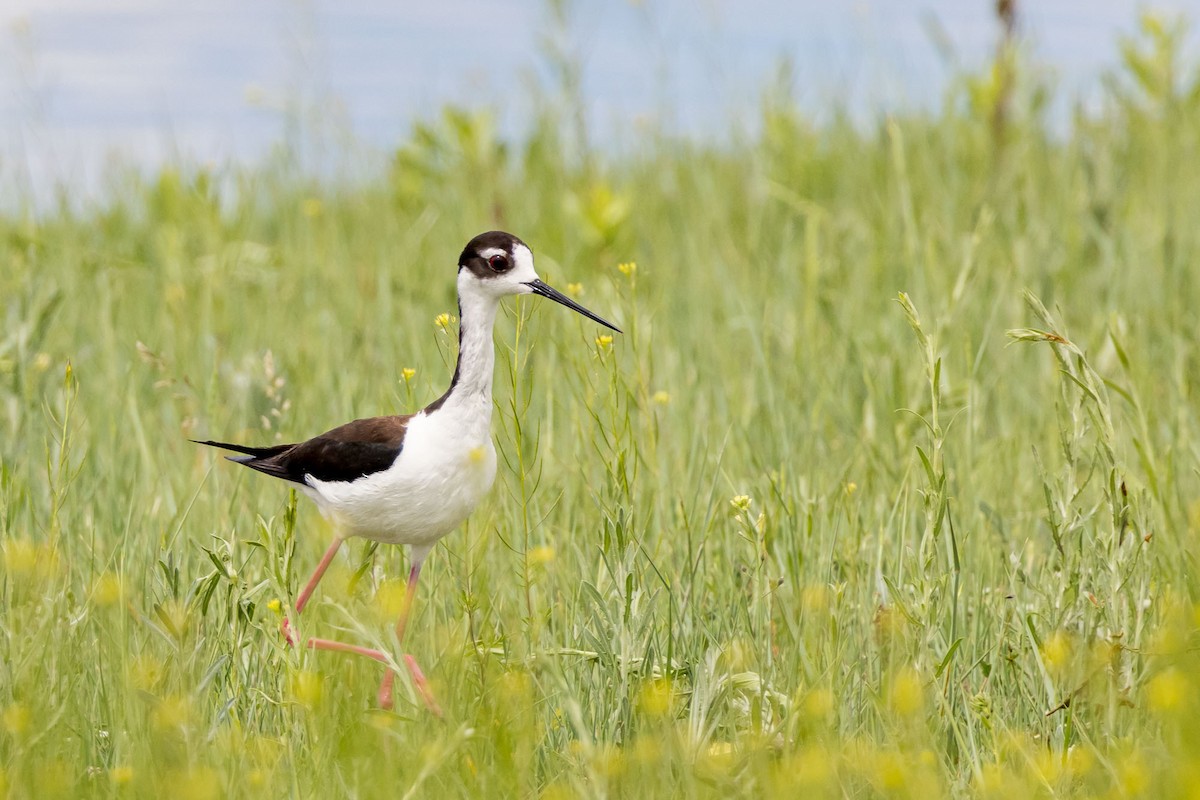 Black-necked Stilt - ML458059271