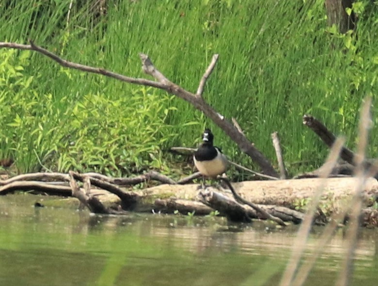 Ring-necked Duck - ML458059611