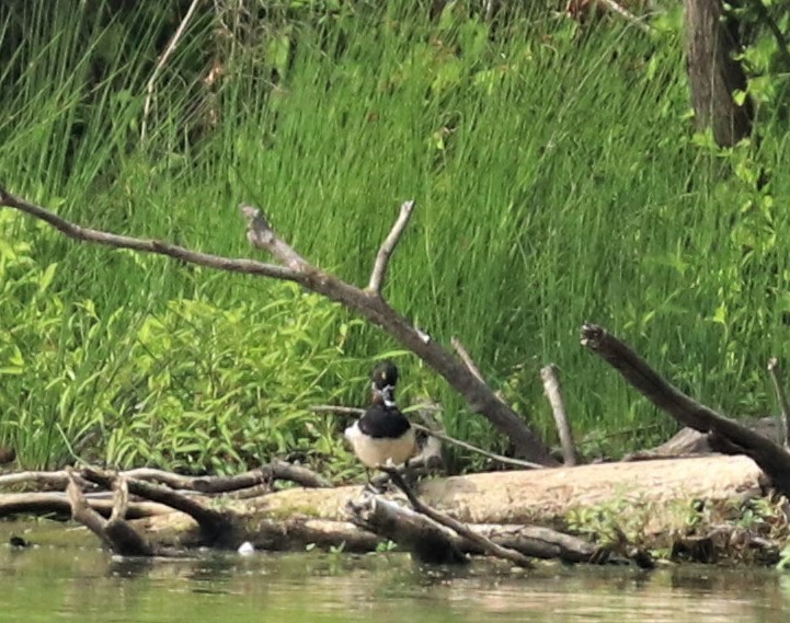 Ring-necked Duck - ML458059621