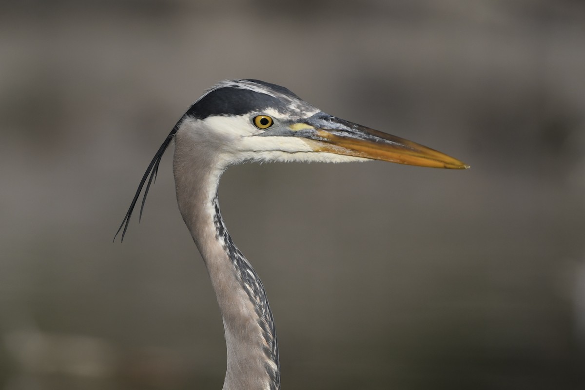 Great Blue Heron - Charles Shen