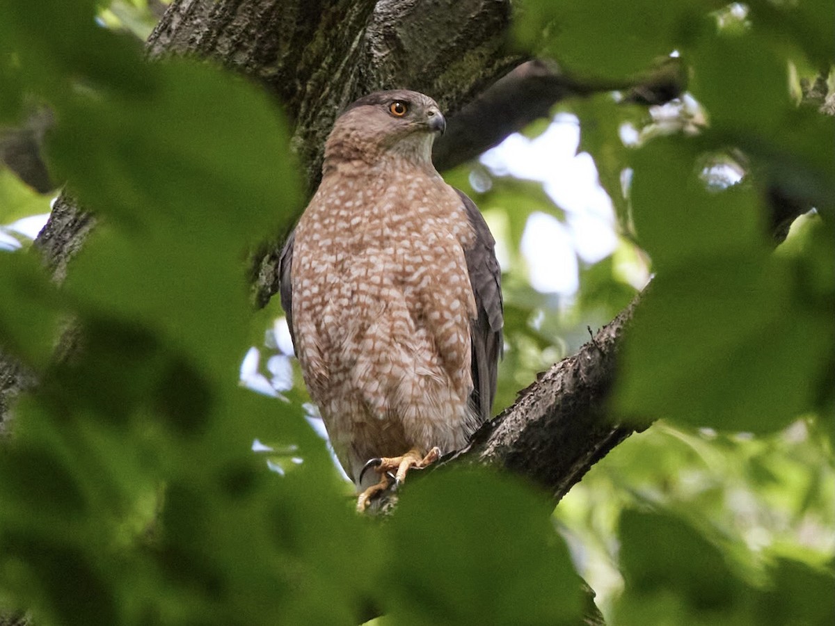 Cooper's Hawk - terry VP