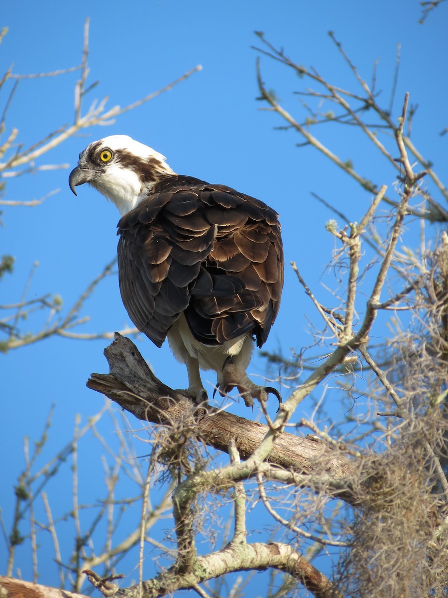 Osprey - Sara Miller