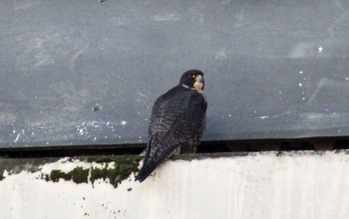 Peregrine Falcon - Carlos Silva