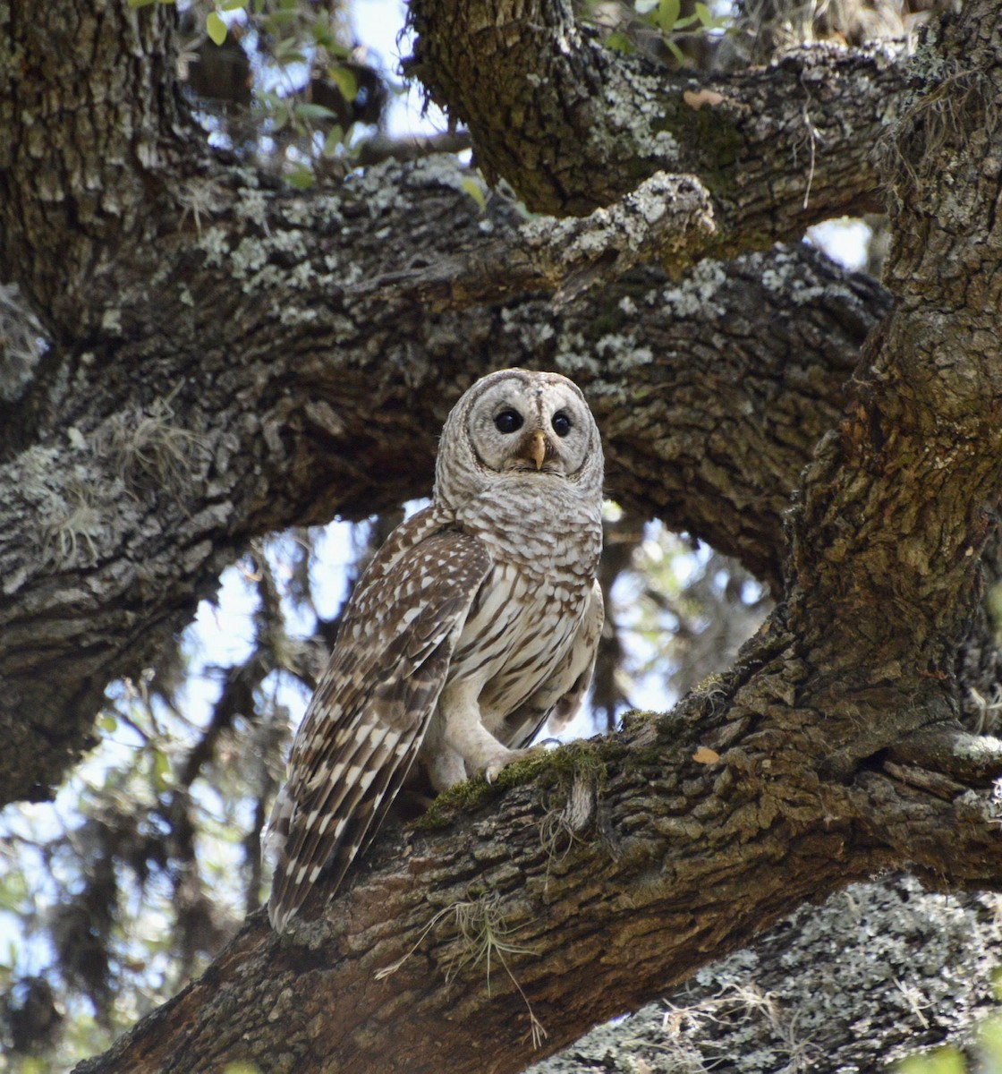 Barred Owl - ML458062801