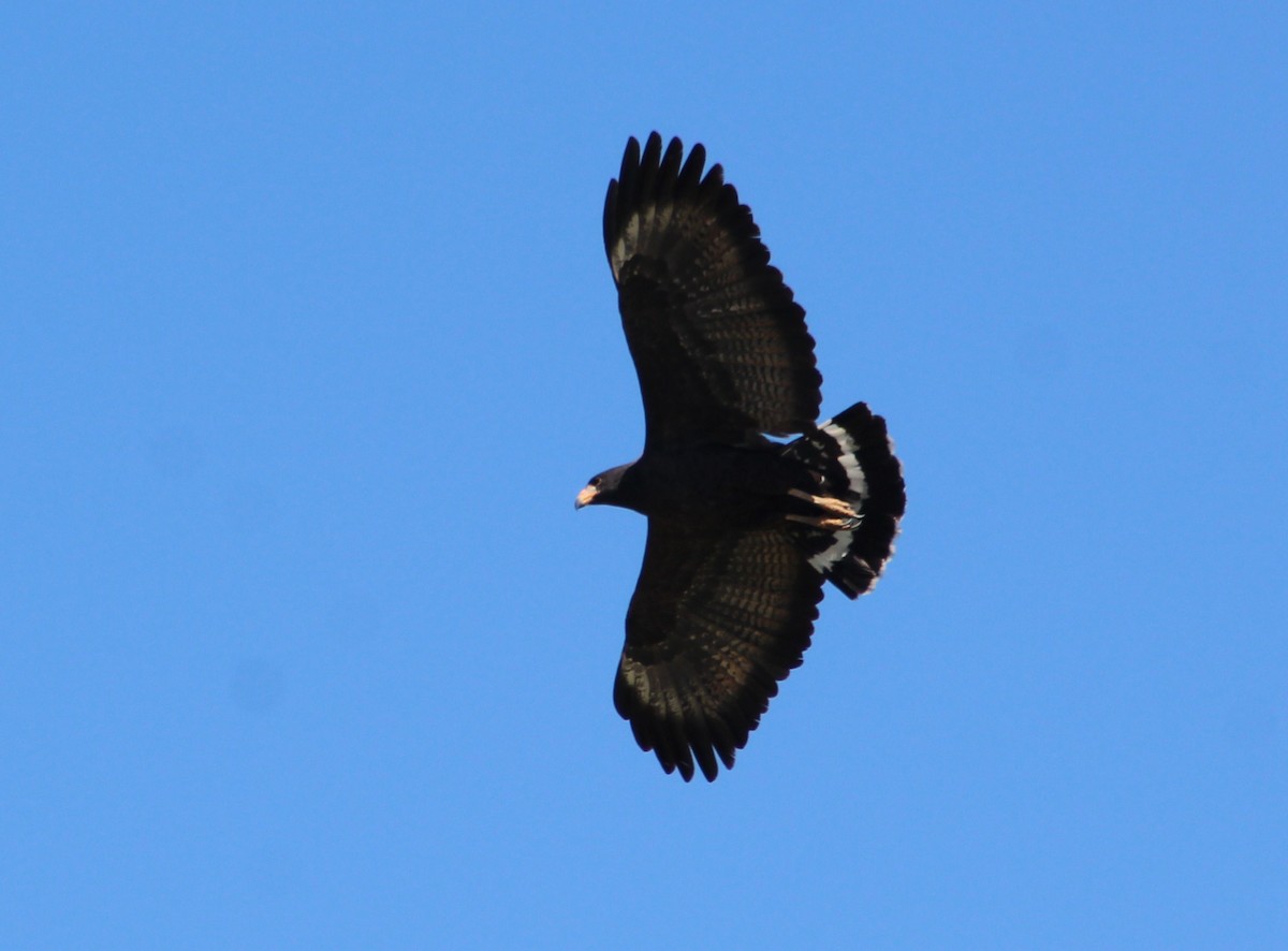 Common Black Hawk (Common) - ML458064191