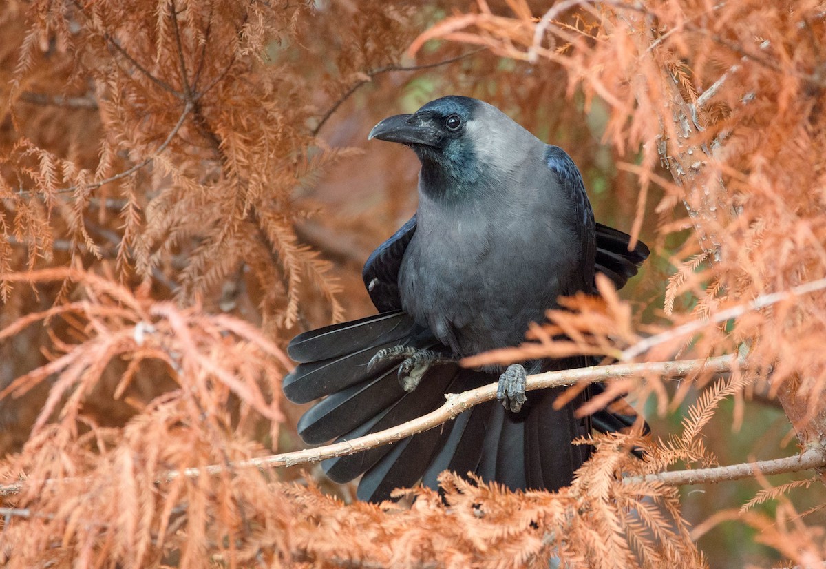 House Crow - ML458064331