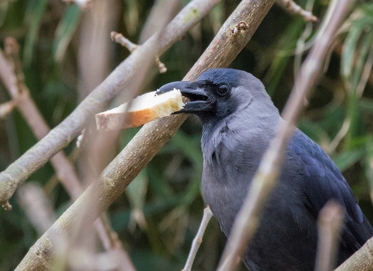 House Crow - ML458064871