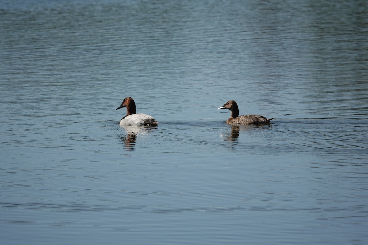 Canvasback - ML458065361