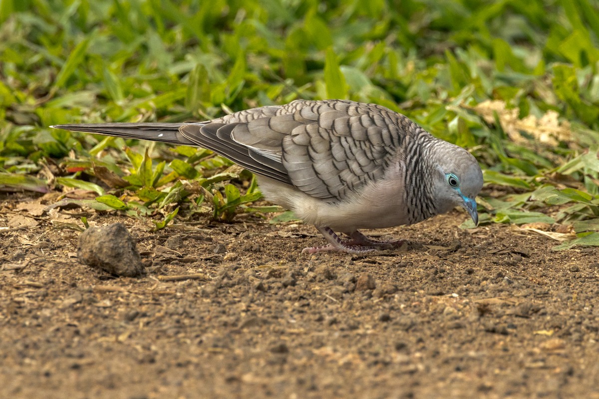 Peaceful Dove - ML458066061