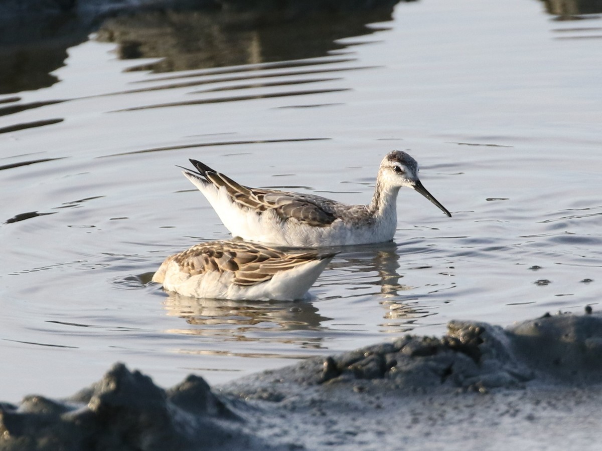 Phalarope de Wilson - ML458066971