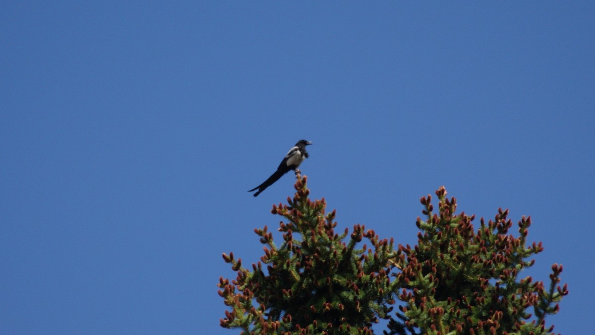 Black-billed Magpie - ML458068521