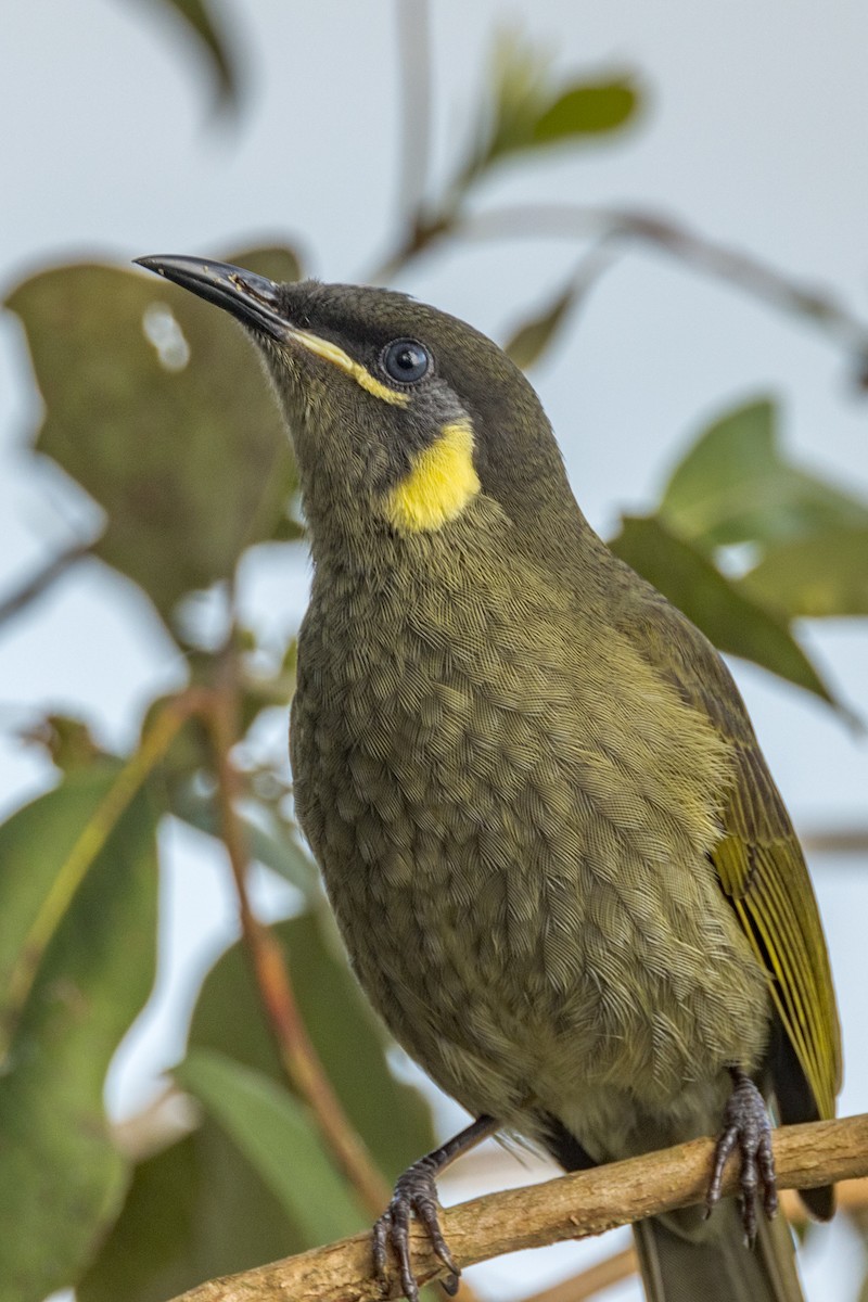 Lewin's Honeyeater - ML458068761